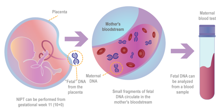 Babyscreen NIPT Fetal DNA English version Rityta 1 kopia 2